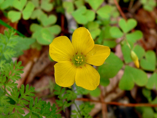 {Oxalis corniculata}